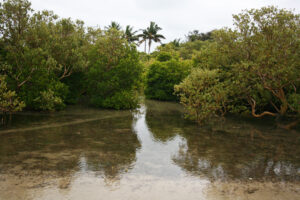 Image associated with the article: Mangroves of Maputo, Mozambique:  from Threatened to Thriving?