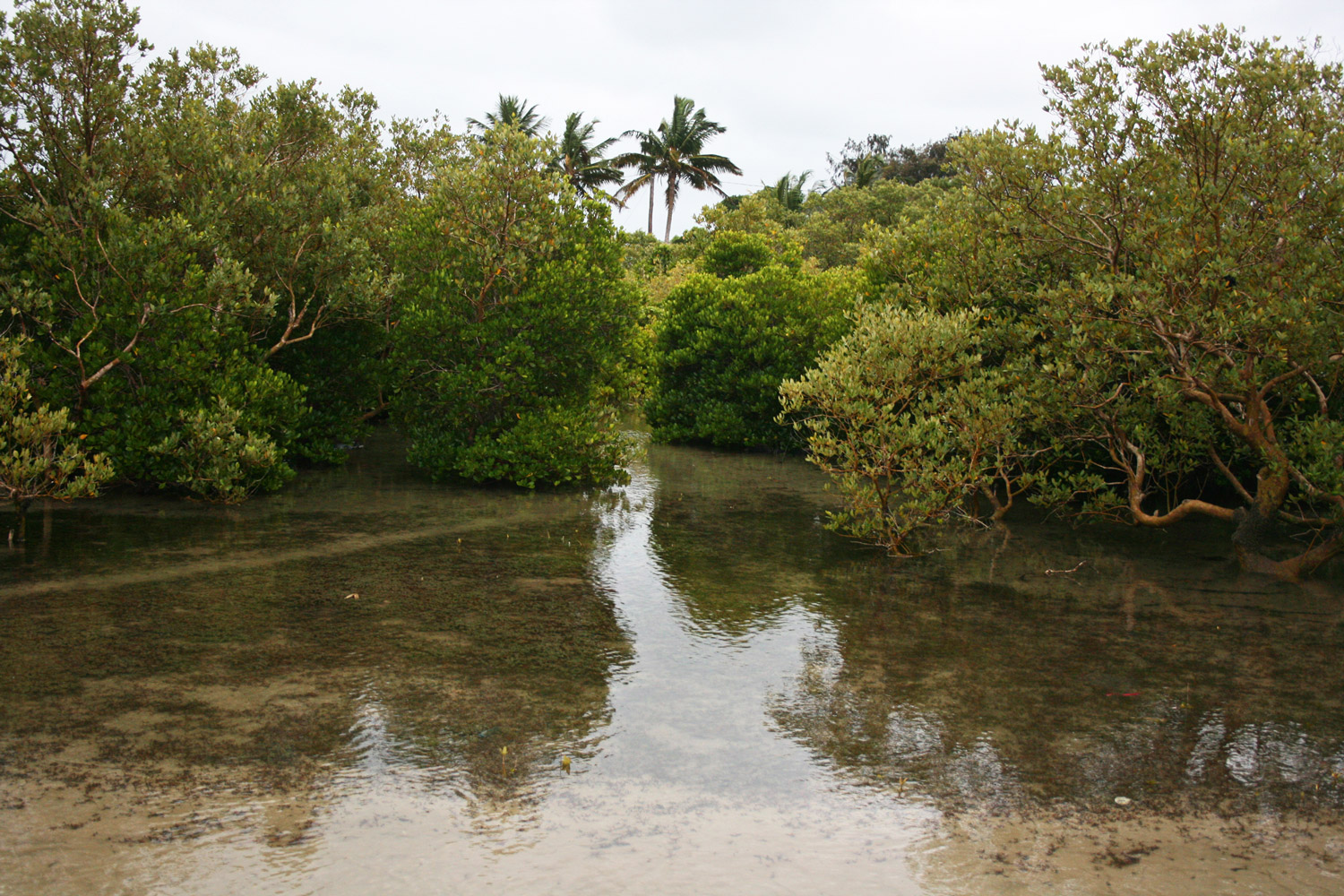 Fig-2_Mangrove-at-Inhaca-Island-in-Maputo-.jpg