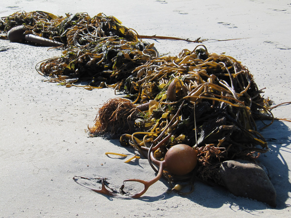Figure2-BeachWrack.jpg