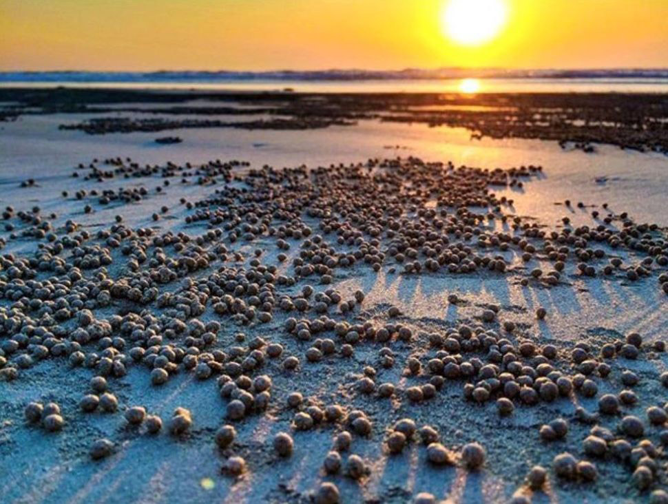 Figure3-BubblerCrabs.jpg
