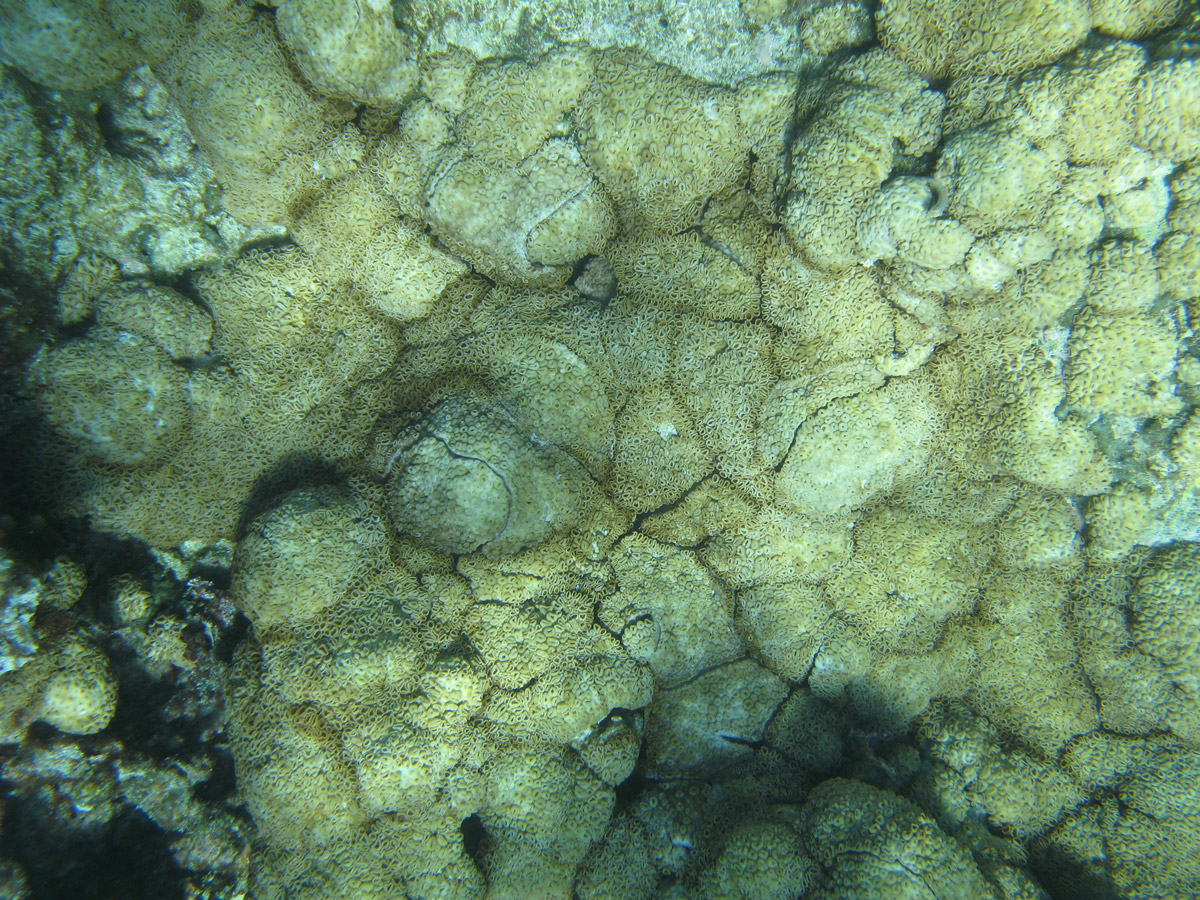 Figure5-Surface.jpg